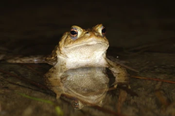 erdkroete