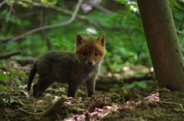 fuchs 05