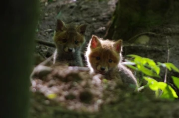 fuchs 07