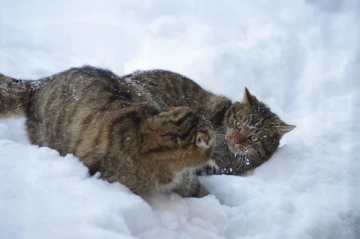 wildkatze2