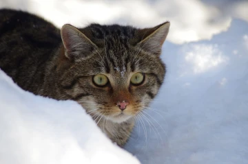 wildkatze3