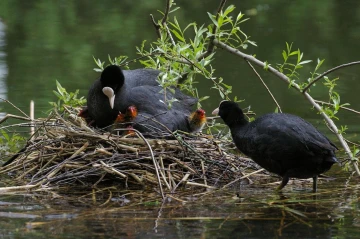 blaesshuhn nest junge 2