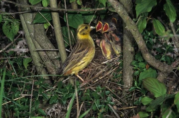 goldammer nest junge