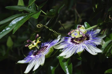 passionsblume