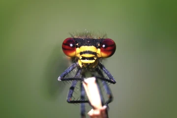 adonislibelle