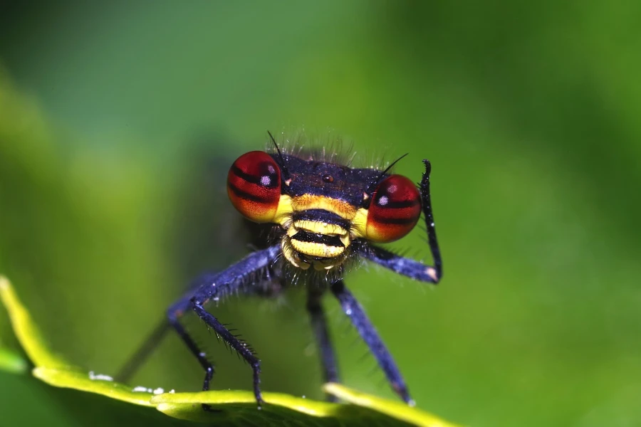 adonislibelle