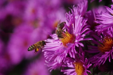 biene aster