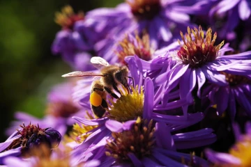 biene aster