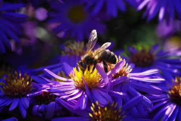 biene aster