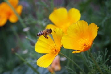 biene mohn