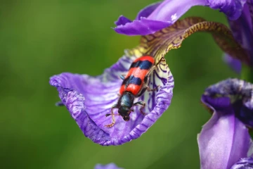 bienenwolf