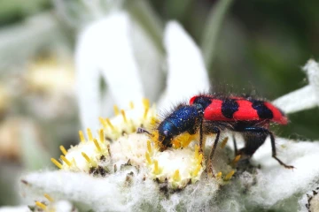 bienenwolf edelweiss