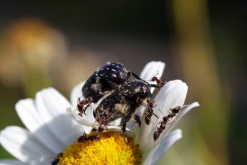 blatthornkaefer ameisen angriff