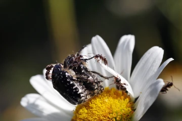 blatthornkaefer ameisen angriff