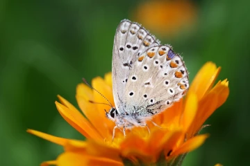blaueling ringelblume