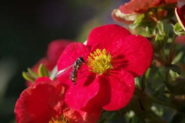 fingerstrauch schwebfliege