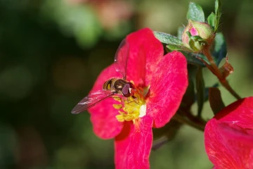 fingerstrauch schwebfliege