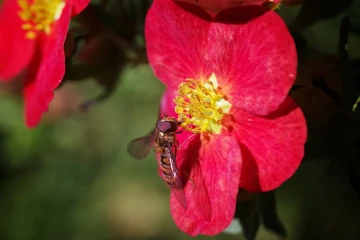 fingerstrauch schwebfliege