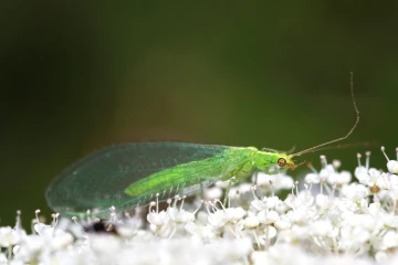 florfliege goldauge