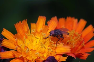 habichtskraut fliege