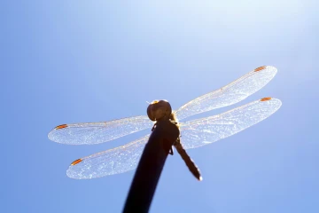 heidelibelle