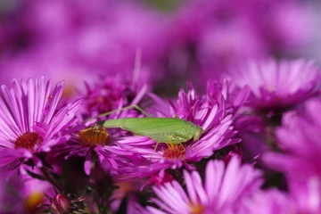 heuschrecke aster