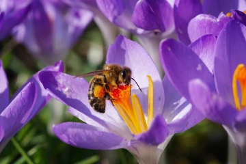 krokus biene