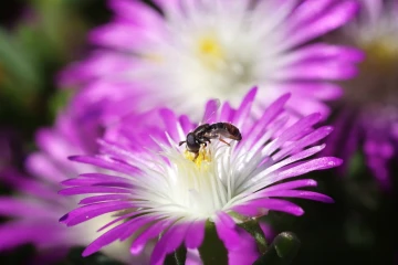 mittagsblume schwebfliege