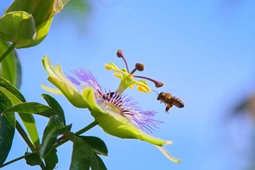 passionsblume biene