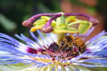 passionsblume biene