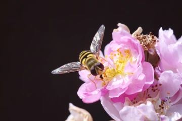 rose schwebfliege