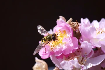 rose schwebfliege