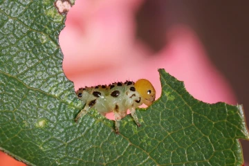 rosenblattwespe raupe