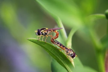 schwebfliegen paarung