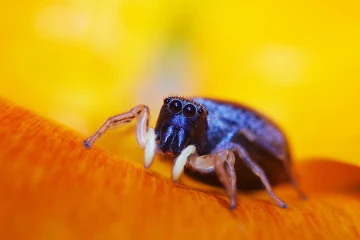 springspinne