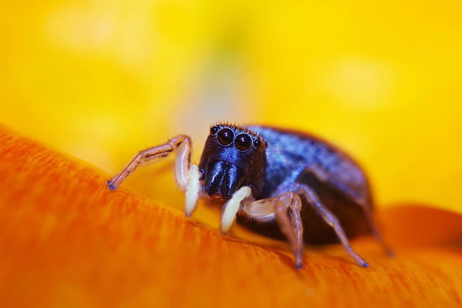 springspinne