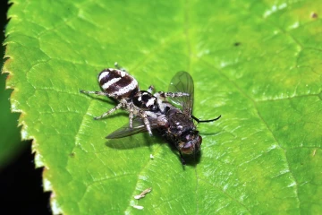 springspinne frisst fliege