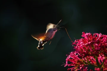 taubenschwaenzchen spornblume