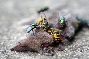 tote spitzmaus wespen