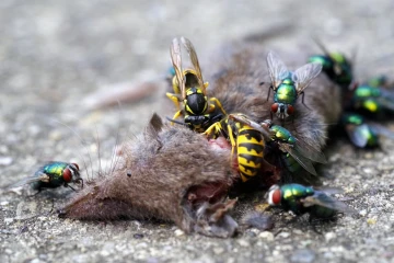 tote spitzmaus wespen