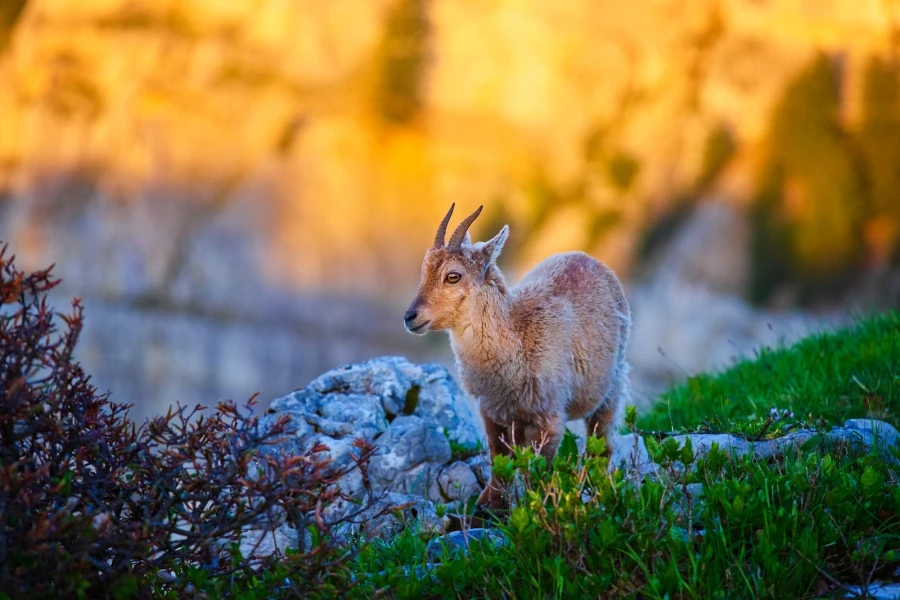steinbock sonne