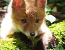 fuchs