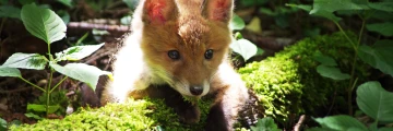 fuchs