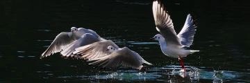 moewen