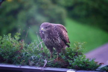 bussard rupft spatz