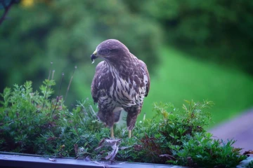 bussard rupft spatz