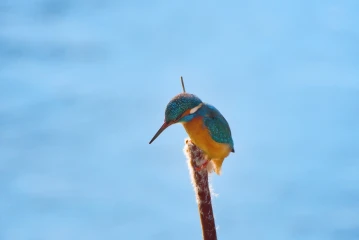 eisvogel