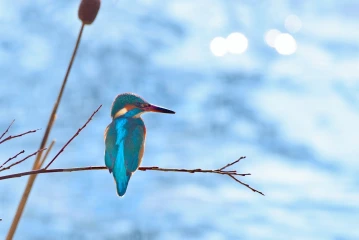 eisvogel