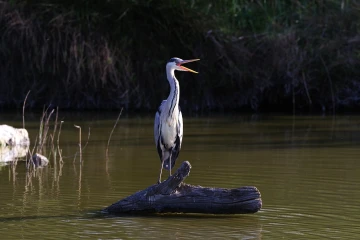 fischreiher