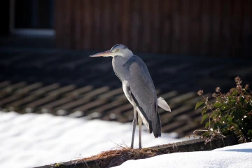 fischreiher dach